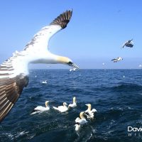 Gannet Fly Past