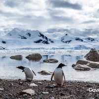 Gentoo Penguins on the Beach