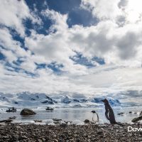 Gentoo Penguin on a Beach