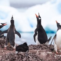 Gentoo Penguins Calling