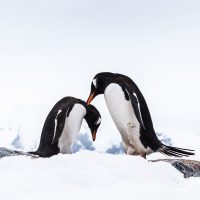 Gentoo Penguin Preening