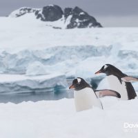 Gentoo Penguin in the Snow