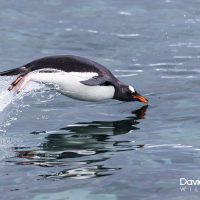 Diving Through the Water