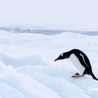 Climbing Along the Snow