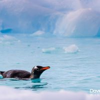 Penguin Swimming in the Sea