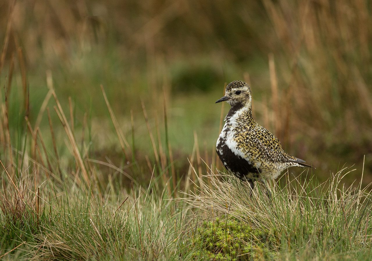 Golden Plover on the Downs