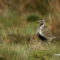 Golden Plover on the Downs