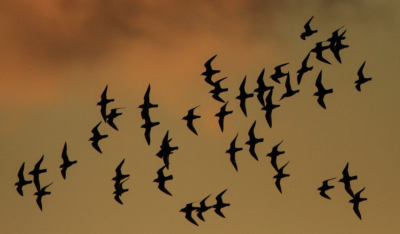 Golden Plover Flock