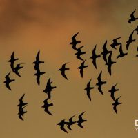 Golden Plover Flock