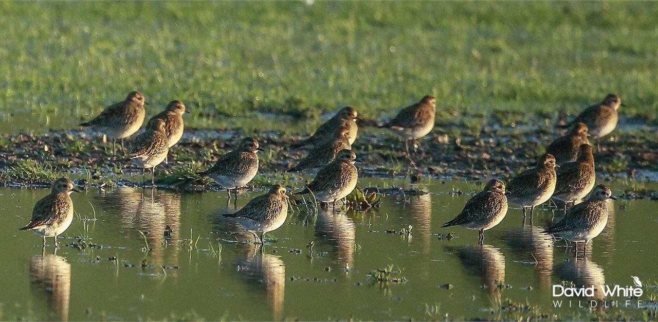 Golden Plover Flock in a Puddle