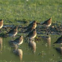 Golden Plover Flock in a Puddle