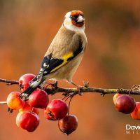 Goldfinch with Crab Apples