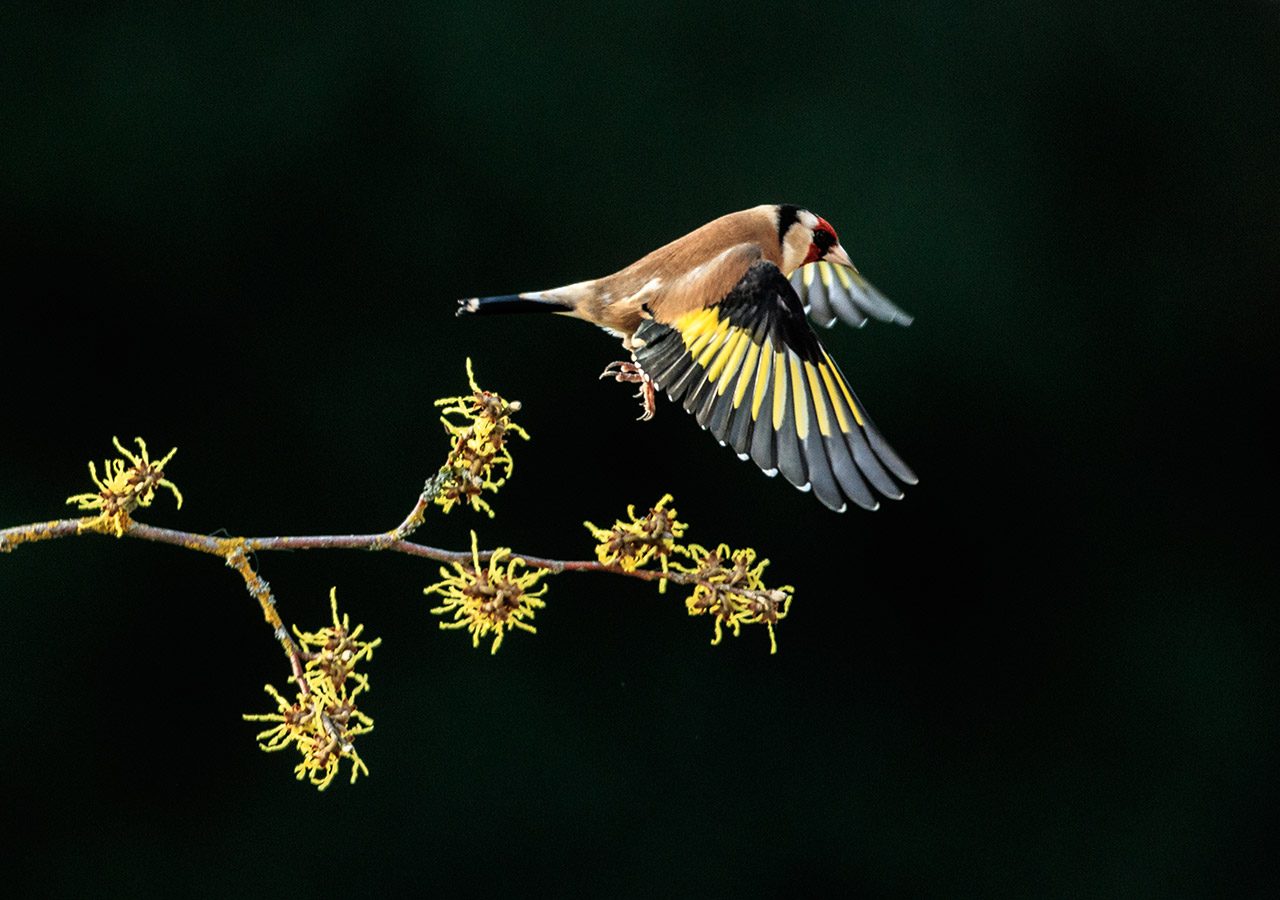 Goldfinch in Flight