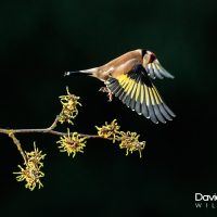 Goldfinch in Flight