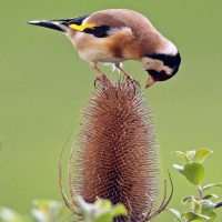 Goldfinch on a Teasel