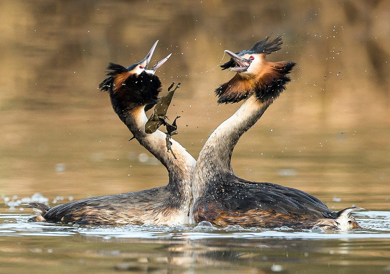 Great crested Grebe Weed Dance