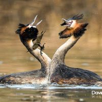 Great crested Grebe Weed Dance