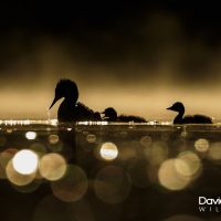 Great Crested Grebe with Chicks