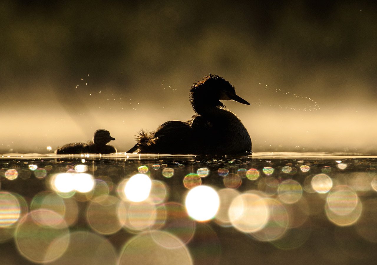 Great Crested Grebe with Chick