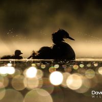 Great Crested Grebe with Chick