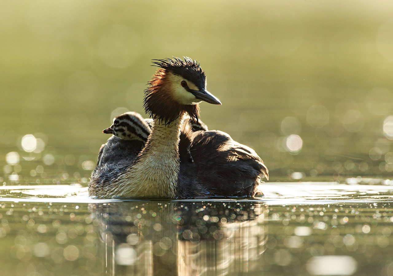 Great Crested Grebe