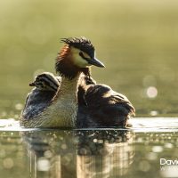 Great Crested Grebe