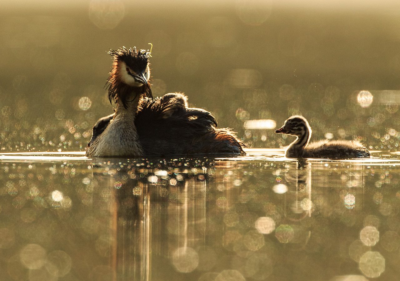 Adult Grebe with Chick