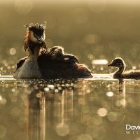 Adult Grebe with Chick