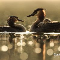 Adult Grebes with Young