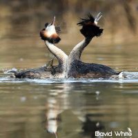 Great Crested Grebe Displaying