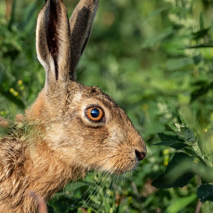 Brown Hare in the Sunshine