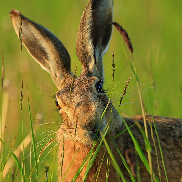 Brown Hare Eating Grass