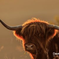 Highland Cow in the Evening Light