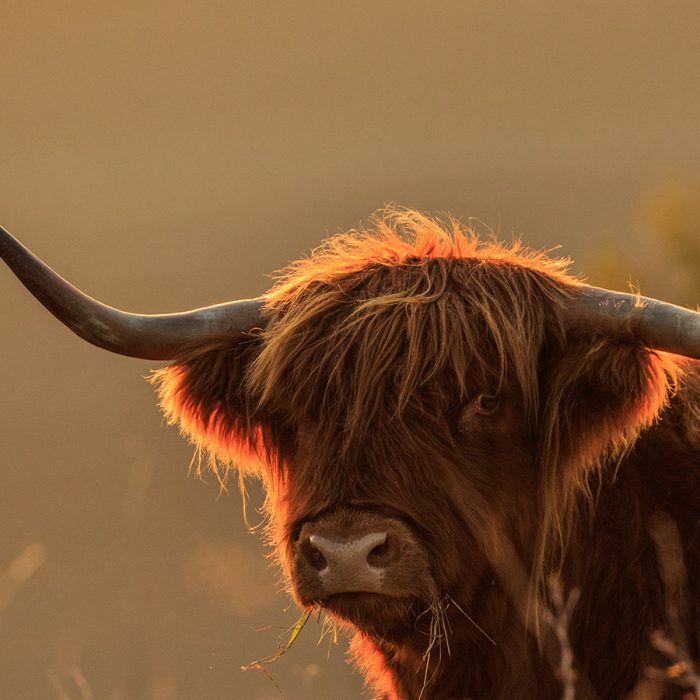 Highland Cow in the Evening Light