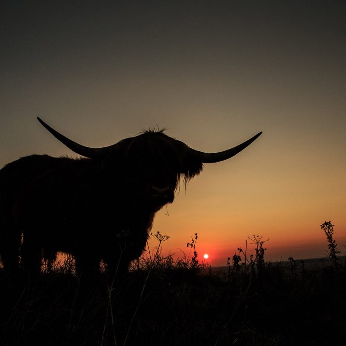 Highland Cow Sunset