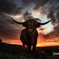 Highland Cow with Stormy Sky