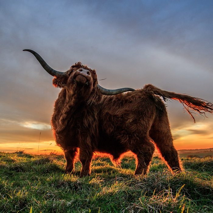 Highland Having a Scratch