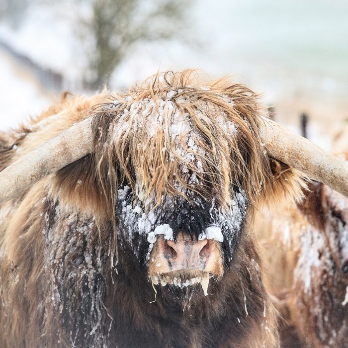 Highland Cows Covered in Snow