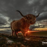 Highland Cow with Stormy Skies