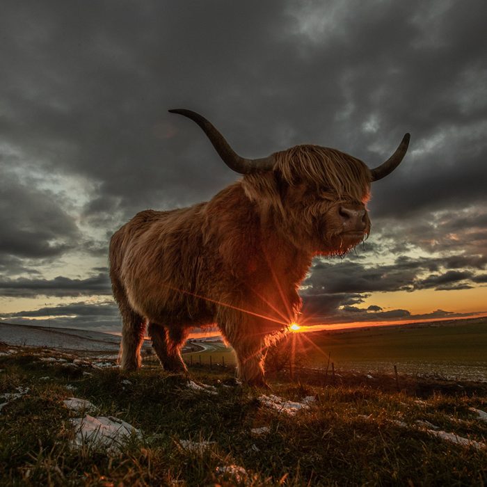 Highland Cow with Stormy Skies