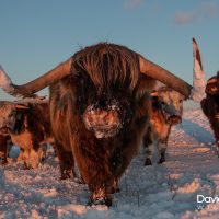 Highland Cows in the Snow