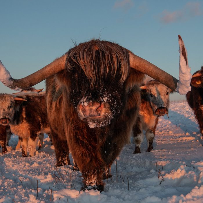 Highland Cows in the Snow