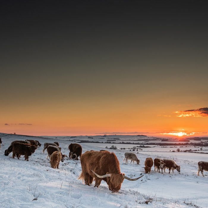 Highland Cows on the Downs