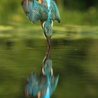 Diving Kingfisher