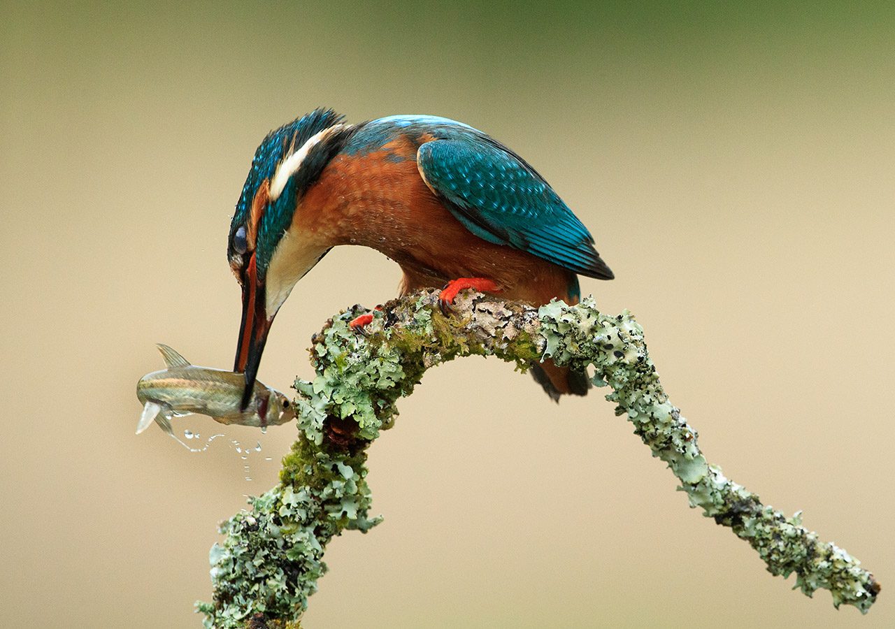 Kingfisher with Fish