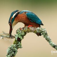 Kingfisher with Fish