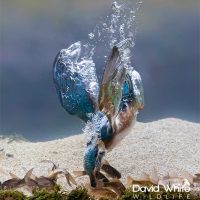 Underwater Kingfisher