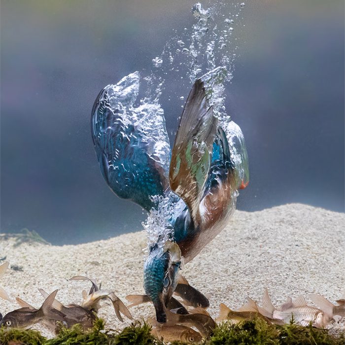 Underwater Kingfisher