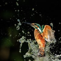 Bursting Out of the Water