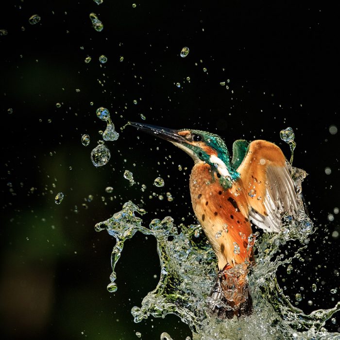 Bursting Out of the Water